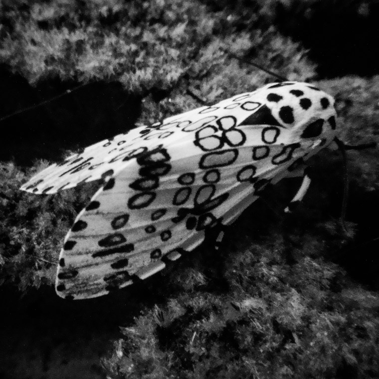 Giant Leopard Moth