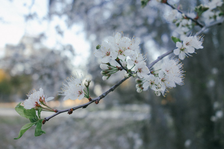 Tree Blossoms