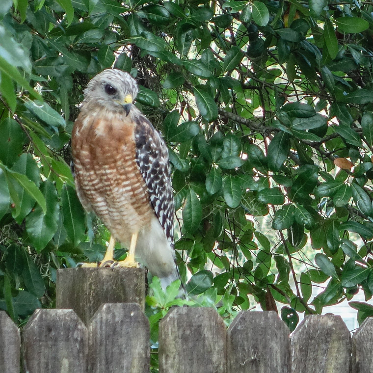 Hawk bird perched on fence