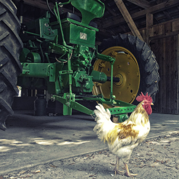 Florida Agricultural Museum Farm Barn Tractor Rooster