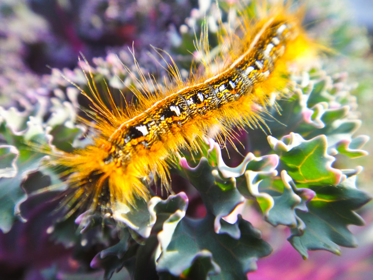 Caterpillar on ornamental cabbage