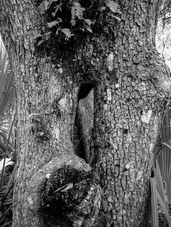 Washington Oaks Tree with hole