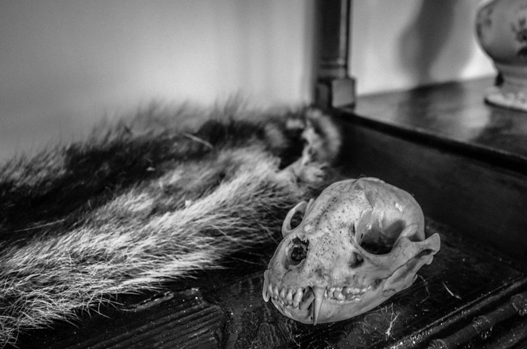 Ximenez-Fatio House animal taxidermy skull fur