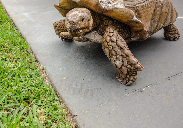 pet tortoise turtle named ham