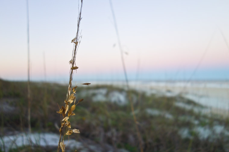 Dune grass at Anastasia State Park Beach