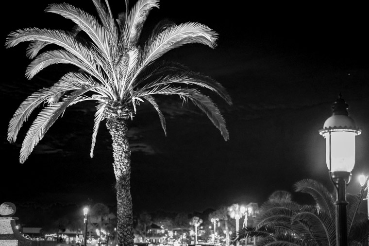 Palm tree and lightpost