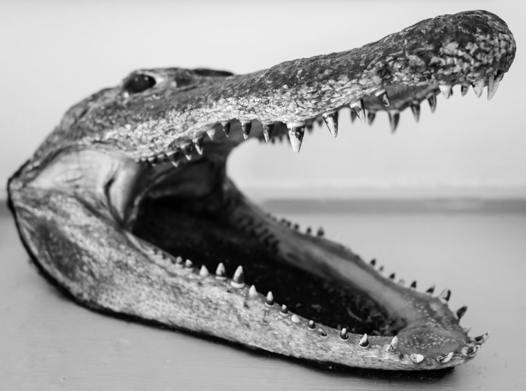 Ximenez-Fatio House alligator head taxidermy