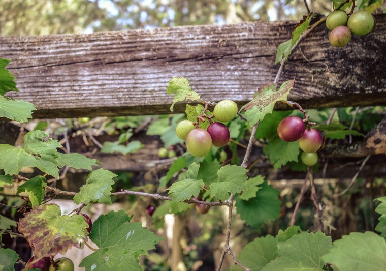 Oldest House Museum Grapevine grapes