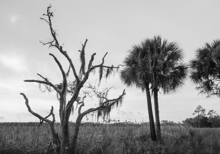 Faver Dykes State Park marsh