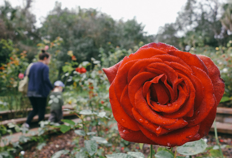 Washington Oaks State Park Rose garden