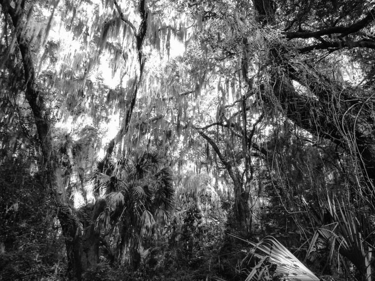 Trail of live oaks and moss