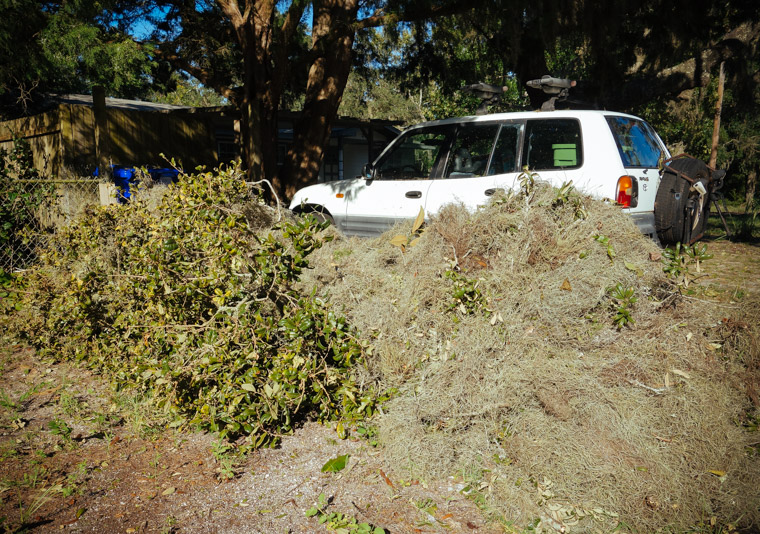 Hurricane Matthew Branches and Moss