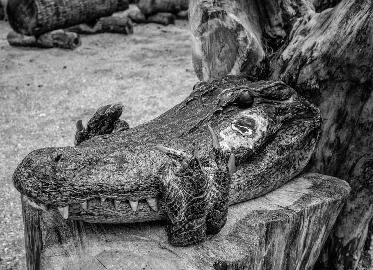 Fountain of Youth Alligator head indian taxidermy