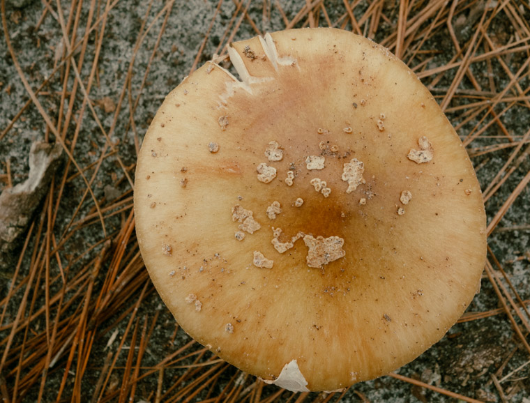Mushroom at faver dykes